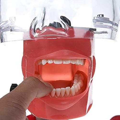 Dental Simulator Manikin Phantom Head, Dental Phantom Head, Teeth Model with Bench Mount and 32 Removable Teeth, 360-degree Adjustment for Teaching Practice Training Demonstration