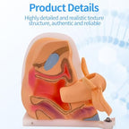Female Gynecological Manikin Model,Iud Training Model Female Genitals Anatomy Model Human Model with Accurate Anatomy Structure Suitable for Teaching and Presentation