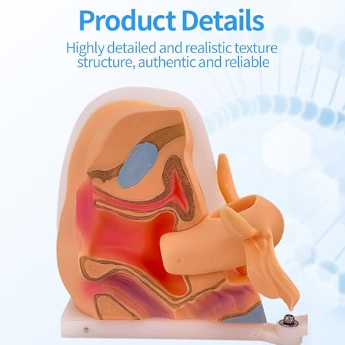 Female Gynecological Manikin Model,Iud Training Model Female Genitals Anatomy Model Human Model with Accurate Anatomy Structure Suitable for Teaching and Presentation