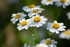 Feverfew Herb from Austria - Natural Fewerfew, Cut & Dried Tanacetum Parthenium - Net Weight: 1oz/28.5g - Featherfew Featherfoil Flirtwort Bachelor's Buttons Herb