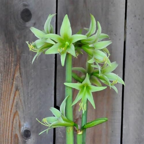 Evergreen Spider Amaryllis Bulb by Horn Canna Farm | Award Winning Indoor Flower Bulb for Winter Growing | Bright Green Long Petaled Blooms
