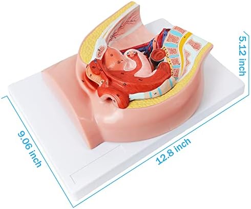 HADWYN Female Pelvis Reproductive Anatomy Model,Life Size Female Pelvic Skeleton Model, Anatomy Medical Model for Science Education with Detailed Product Manual