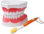 Dental Teeth Model with Denture Toothbrush，2 Times Enlarge，Denture Mouth Model for Demonstration and Teaching Tools