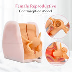 JNMFTD Female Gynecological Manikin，Woman Genitals IUD Vaginal Reproductive System Training Anatomy Model with Accurate Structure 3D Product Manual Card for Teaching Presentation Practical Operation