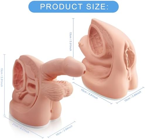Male and Female Catheterization Models Internal and External Genital Anatomy Models for Clinical Teaching and Medical Education Training Practice, 2 Pieces