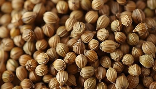 Coriander Seeds, 16 Oz, 100% Certified Organic, Raw, Non-GMO, Non-Irradiated