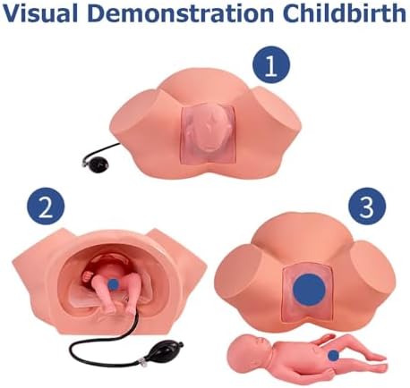 Birth Midwifery Training Simulator Model PVC Anatomy Childbirth Simulator Manikin Female Pelvis & Baby Model Normal and Abnormal Fetal Positions for Study Display Teaching Medical Model