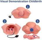 Birth Midwifery Training Simulator Model PVC Anatomy Childbirth Simulator Manikin Female Pelvis & Baby Model Normal and Abnormal Fetal Positions for Study Display Teaching Medical Model