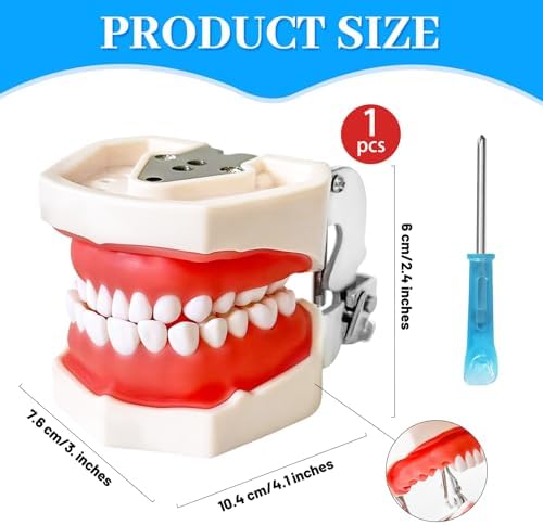 Dental Teaching Model with Training Teeth for Students and Professionals - Detachable Resin Teeth with Soft Gums, Dental Practice Tool with Screwdriver - Ideal for Dental Education, and Demonstrations