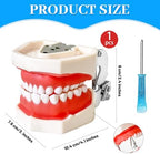 Dental Teaching Model with Training Teeth for Students and Professionals - Detachable Resin Teeth with Soft Gums, Dental Practice Tool with Screwdriver - Ideal for Dental Education, and Demonstrations