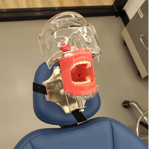 Dental Simulator Manikin Phantom Teeth Model with Bench Mount on Dental Chair for Education