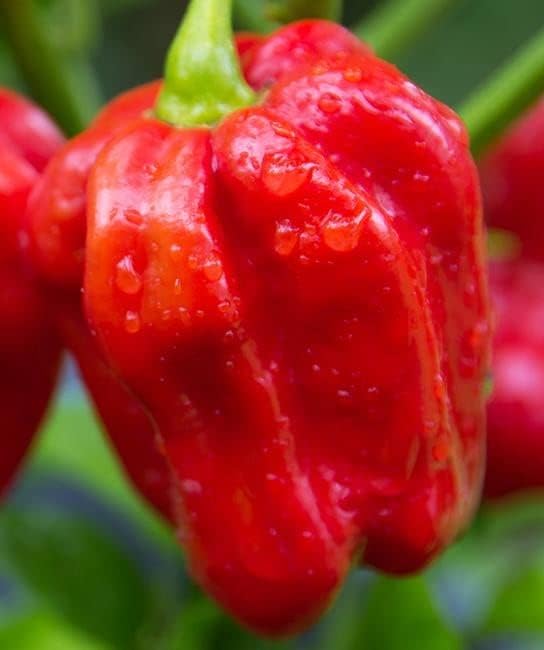 Pepper Joe’s Red Savina Habanero Pepper Seeds ­­­­­– Pack of 10+ Hot Habanero Chili Pepper Seeds – USA Grown ­– Premium Non-GMO Red Savina Seeds for Planting in Your Garden