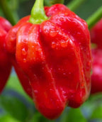 Pepper Joe’s Red Savina Habanero Pepper Seeds ­­­­­– Pack of 10+ Hot Habanero Chili Pepper Seeds – USA Grown ­– Premium Non-GMO Red Savina Seeds for Planting in Your Garden