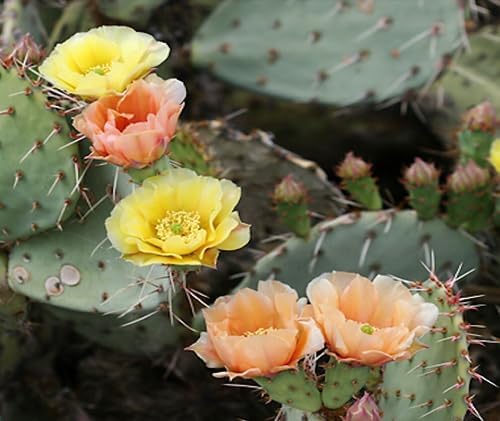 Engelmann's Prickly Pear Cactus (Opuntia engelmannii) - Live Plant Cutting - Roots Easily - Sweet Red Edible Fruit