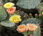 Engelmann's Prickly Pear Cactus (Opuntia engelmannii) - Live Plant Cutting - Roots Easily - Sweet Red Edible Fruit