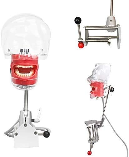 Dental Simulator Manikin Phantom Head Plastic Educational Dental Teeth Model with Bench Mount for Education Fix on (Table Type)