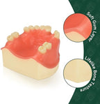 Ultrassist Maxillary Dental Implant Model Missing Partial Teeth, Basic Implant Training Model with Practice Soft Gums, Great Dental Training Tooth for Dental Implant Practice