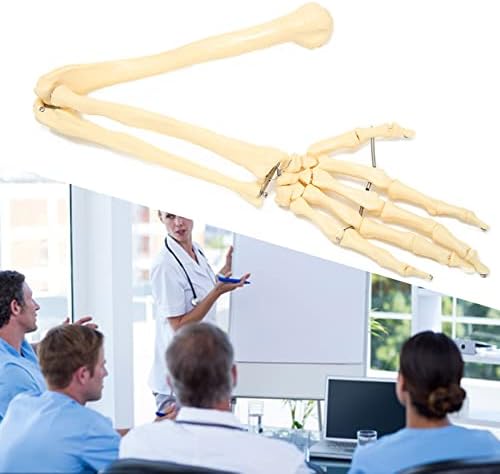 Arm Bone Model, ANGGREK Professional Human Hand Arm Bone Model Upper Bone Model Anatomical Arm Model for Teaching Demonstration