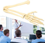 Arm Bone Model, ANGGREK Professional Human Hand Arm Bone Model Upper Bone Model Anatomical Arm Model for Teaching Demonstration