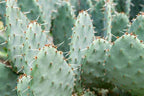 Generic Prickly Pear Cactus Seeds Opuntia humifusa 20 Seeds, green with yellow flowers