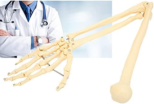 Arm Bone Model, ANGGREK Professional Human Hand Arm Bone Model Upper Bone Model Anatomical Arm Model for Teaching Demonstration