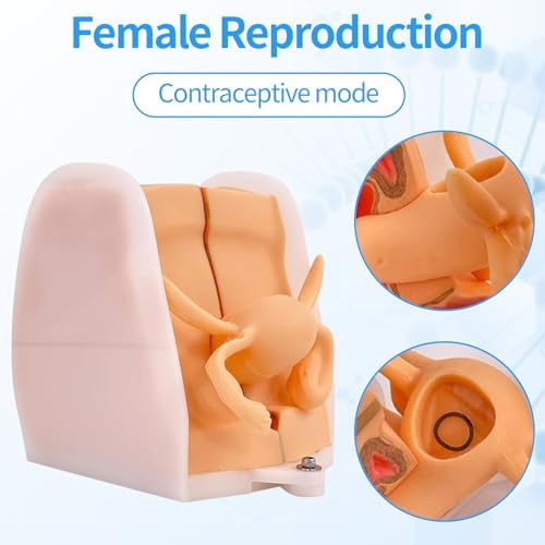 Female Gynecological Manikin Model,Iud Training Model Female Genitals Anatomy Model Human Model with Accurate Anatomy Structure Suitable for Teaching and Presentation