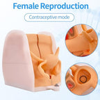 Female Gynecological Manikin Model,Iud Training Model Female Genitals Anatomy Model Human Model with Accurate Anatomy Structure Suitable for Teaching and Presentation