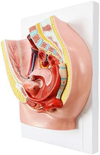 HADWYN Female Pelvis Reproductive Anatomy Model,Life Size Female Pelvic Skeleton Model, Anatomy Medical Model for Science Education with Detailed Product Manual