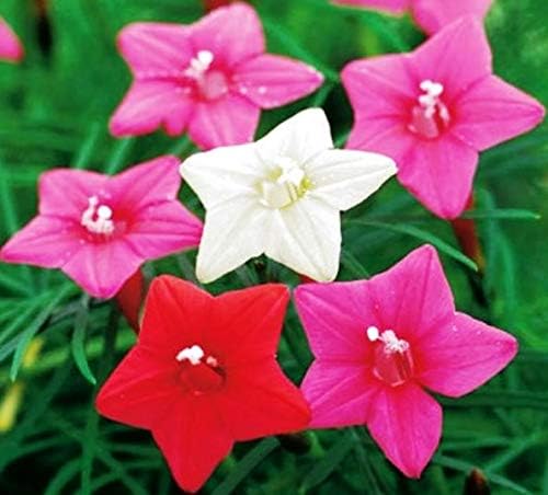 Seeds Cypress Vine Mix Quamoclit Annual Liana Flowers