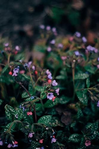 Lungwort Herb - Cut, Dried & Natural Lungwort (Pulmonaria Officinalis) - Origin: Serbia - Net Weight: 1.41 Ounces / 40 Grams
