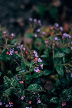 Lungwort Herb - Cut, Dried & Natural Lungwort (Pulmonaria Officinalis) - Origin: Serbia - Net Weight: 1.41 Ounces / 40 Grams