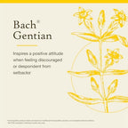 Bach Original Flower Remedies, Gentian (Non-Alcohol Formula) - Accept Setbacks - Natural Homeopathic Flower Essence for Emotional Balance - Vegan, Gluten Free, Sugar Free - 10mL Dropper