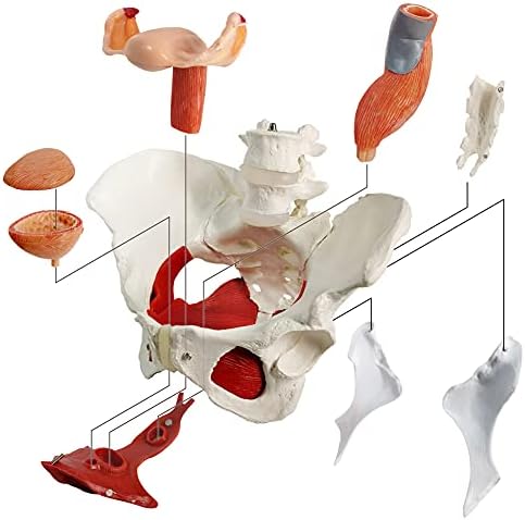 Female Pelvis Model with Pelvic Floor Muscles Perineal Model Female Anatomy Model 1:1 Life Size Human Skeleton Medical Science Educational Equipment Anatomy Medicine