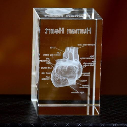 3D Crystal Human Heart Anatomical Model - Cubic Etched Anatomical Tooth Model for Home and Office Decoration Dentists Gifts