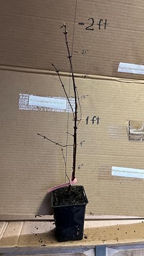 6-12” Tall Honeyberry ‘Aurora’ (Lonicera caerulea VAR.edulis) 1 Plant Haskap
