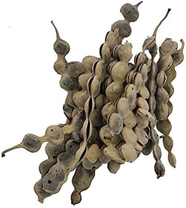 The Choice Vinayak Herbal Babul Phali Acacia Nilotica Ayurvedic Product with Multiple Benefits - 500 Gm