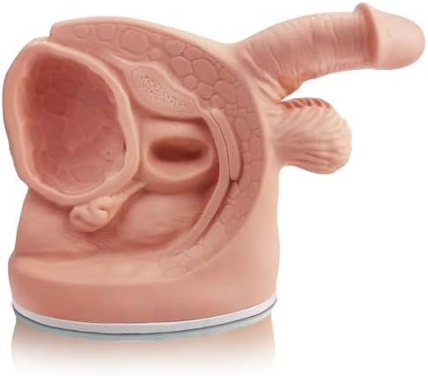 Male and Female Catheterization Models Internal and External Genital Anatomy Models for Clinical Teaching and Medical Education Training Practice, 2 Pieces