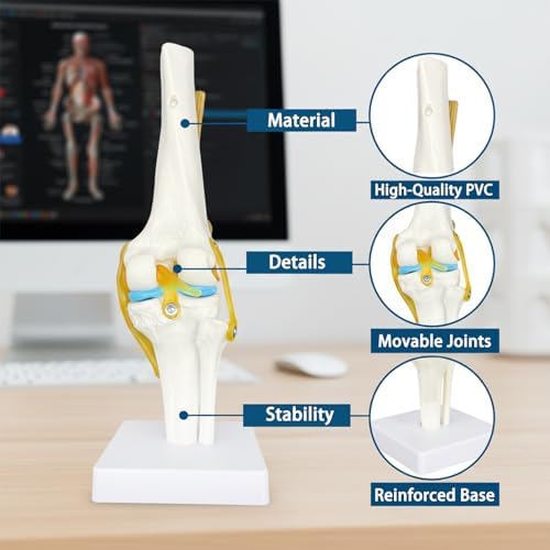 Human Knee Joint Model Anatomy, 1:1 Life-Size Flexible Knee Model with Ligaments for Doctor & Student, Teaching Aid for Patient Education & Anatomical Study