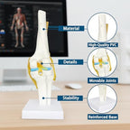 Human Knee Joint Model Anatomy, 1:1 Life-Size Flexible Knee Model with Ligaments for Doctor & Student, Teaching Aid for Patient Education & Anatomical Study