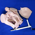 Teaching Tools,Advanced Midwifery Training Model, Female Pelvis Childbirth Model, Childbirth Simulator for Gynecology Teaching Medical Fertility Education and Study