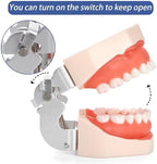 ZENFUN Standard Dental Typodont Model, Demonstration Teeth Model, Dental Model with 28Pcs Screw-in Removable Teeth Silica Gel Material Soft for Study, Teaching, Practice