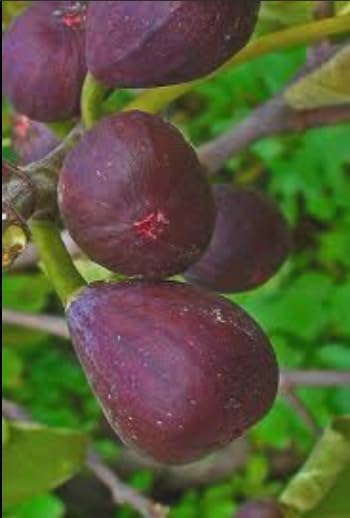 Ficus carica ‘Little Ruby’ Dwarf Fig Tree – Compact Hardy Fig – Sweet Amber Mauve Fruit – Strawberry Pink Center – Great for Containers & Bonsai