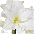 Waxed Amaryllis Bulb - Red Wax, White Blooms - Easy Care - No Watering Needed! Beautiful Live Décor!