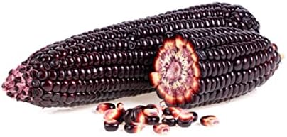 Rare Purple Popcorn Seeds for Planting - 50 Seeds to Grow This Exotic Edible Corn