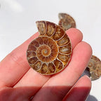 Natural Crystal Conch Quartz Pattern Beautiful Ammonite Fossil Conch Specimen Energy Mineral Specimen Slice for Home Decor Gifts Ornament Geography Teaching,1.6in