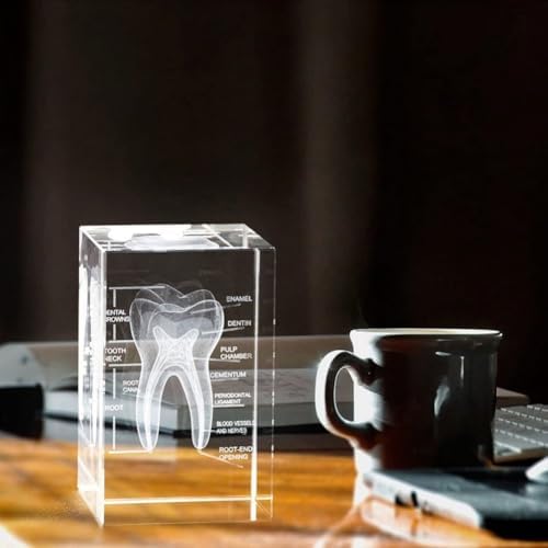 3D Crystal Human Tooth Model - Cubic Etched Anatomical Tooth Model for Home and Office Decoration Dentists Gifts