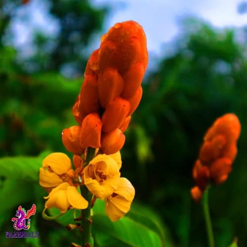 Alebrixes | Senna Pods Herbal Tea (4oz)| Premium Quality Whole Senna Pods Tea | Te Senos de Mujer Vainas Hoja Sen | Wildcrafted.