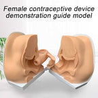 Female Gynecological Model, Anatomical Genital Manikin with IUD Training for Gynecological Exam & Teaching. Accurate Reproductive Anatomy Model for Nursing, Medical Education & Hands-On Practice