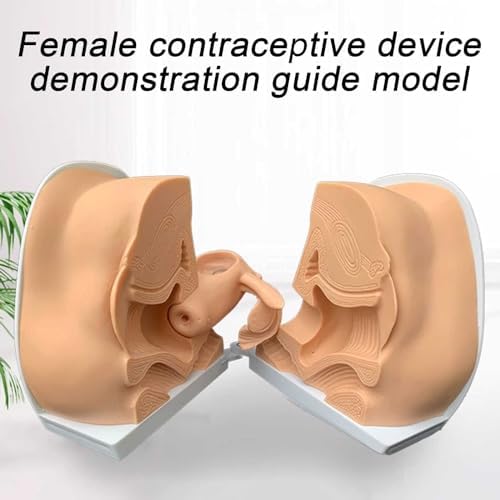 Female Gynecological Model, Anatomical Genital Manikin with IUD Training for Gynecological Exam & Teaching. Accurate Reproductive Anatomy Model for Nursing, Medical Education & Hands-On Practice