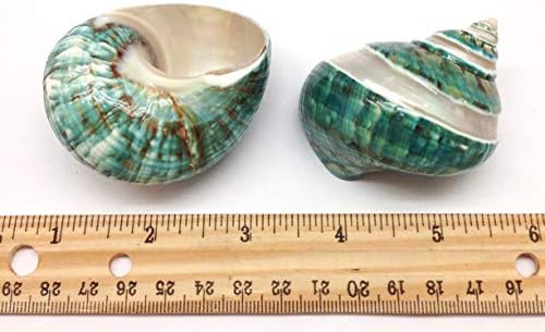 PEPPERLONELY 2 PC Natural Large Hermit Crab Shells, Banded Green Blue Gade Turbo, 2-1/2 Inch ~ 3 Inch